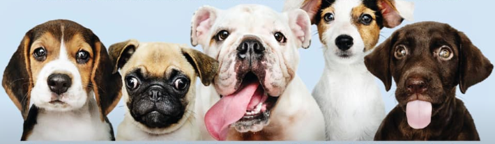 Microchipping dogs - photo header Microchipping dogs - photo header