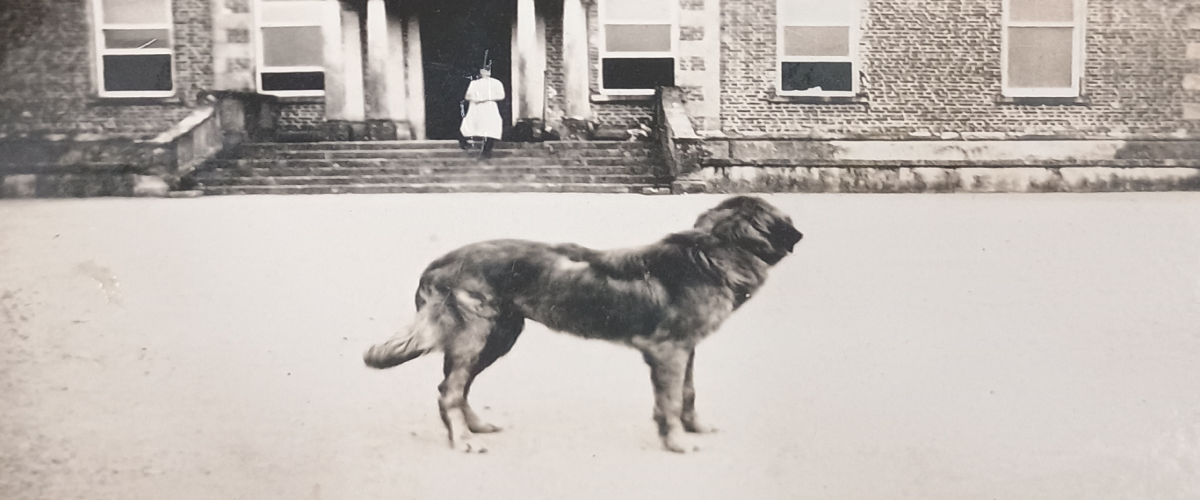 Dog in the foreground of a big house with an individual on the front entrance steps
